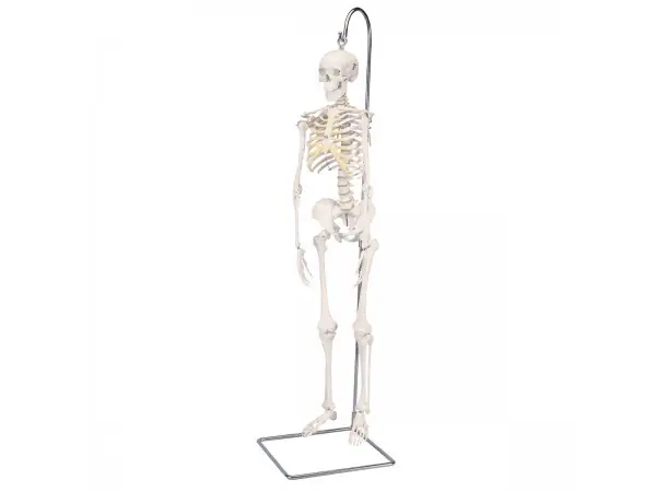 Geavanceerd 80cm skelet, Hangend