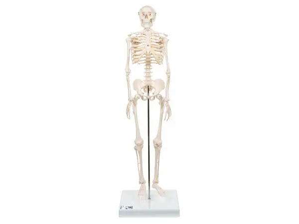 Mini Skelet op Voetstuk