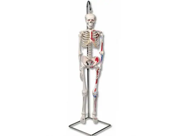 geavanceerd 80cm skelet, hangend & spieraanduidingen