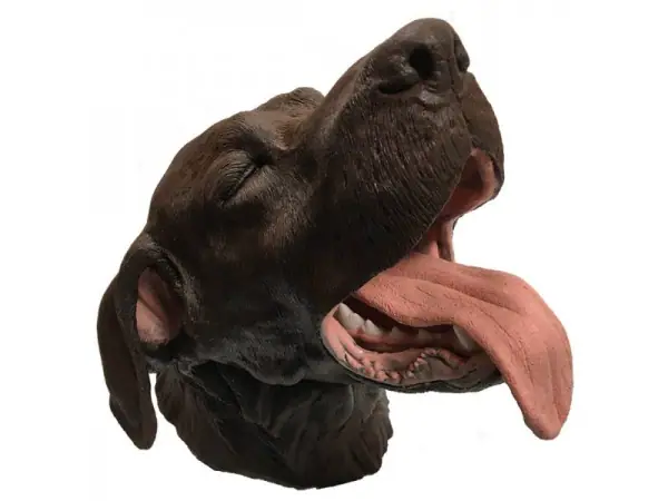 Tandheelkundig Model Hond
