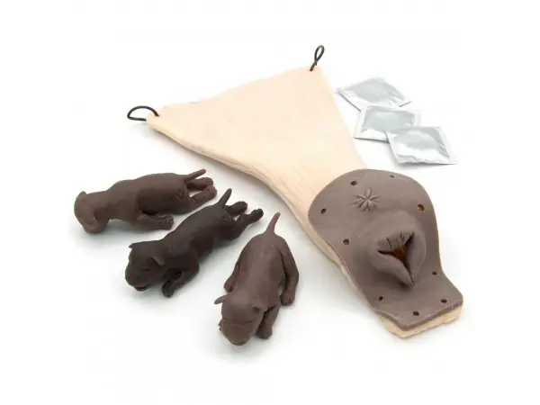 Geboortesimulatie Module voor Gynaecologische Trainingshond Bella