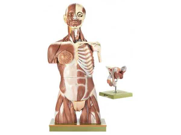 Spiermodel Torso met Hoofd en Verwisselbare Genitalia