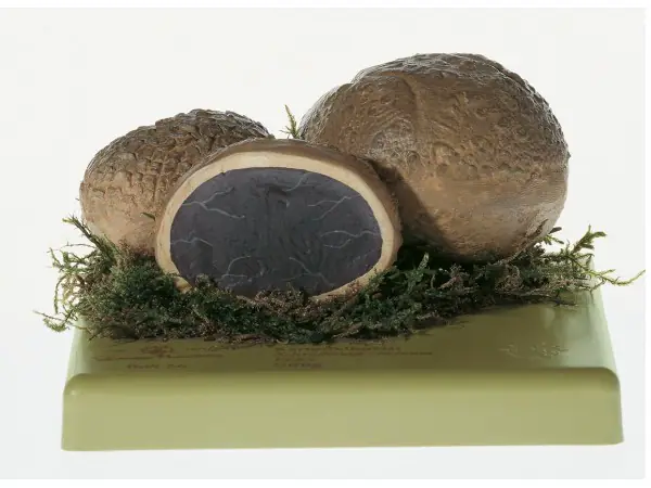 Gele Aardappelbovist Model