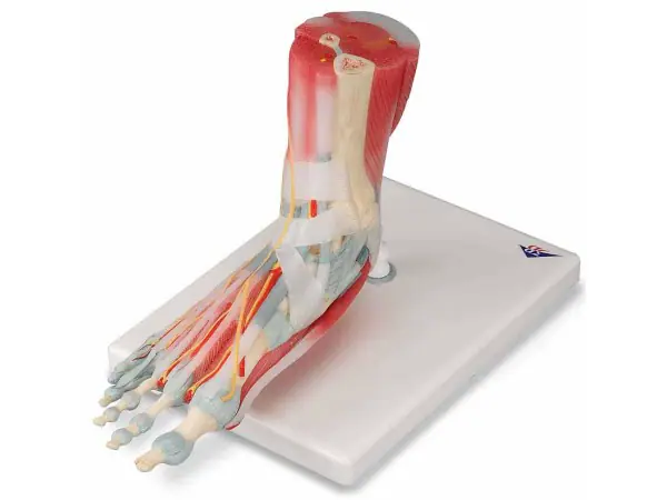 Voetskelet met ligamenten en spieren