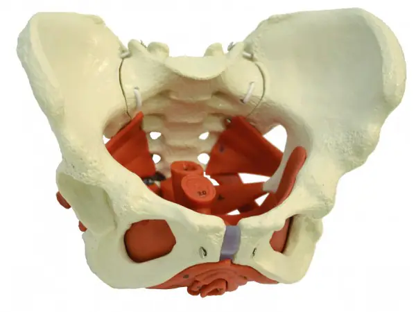 Anatomisch Model Bekkenbodem Vrouw