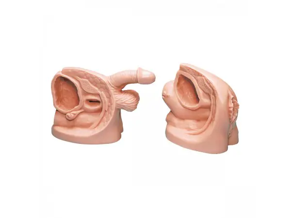 Katheterisatie Modellen Set, Man & Vrouw