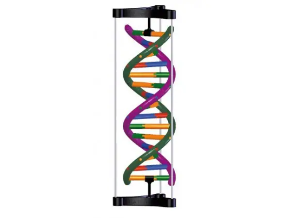 Bouwdoos DNA Dubbele Helix