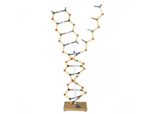 DNA-RNA Model