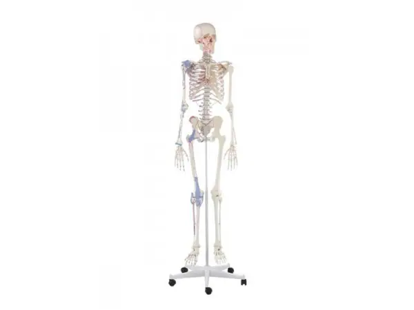 Skeletmodel met spiermarkeringen en ligamenten