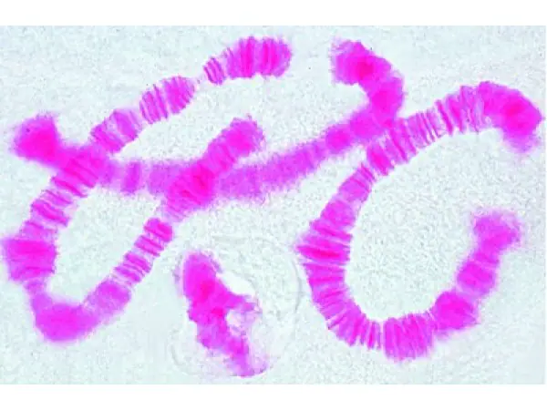 Mitose en Meiose Preparatenset, 6-delig