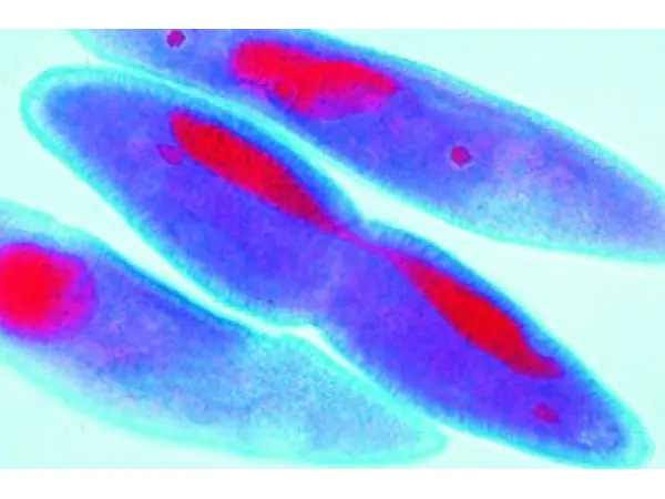 Mitose en Meiose Preparatenset, 5-delig
