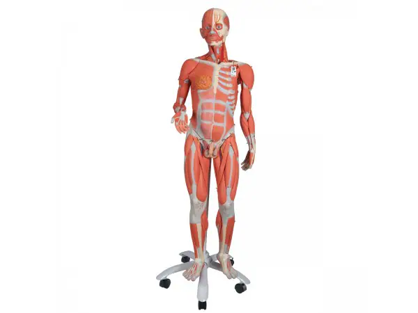 Tweeslachtig Spieren model, 45 delig