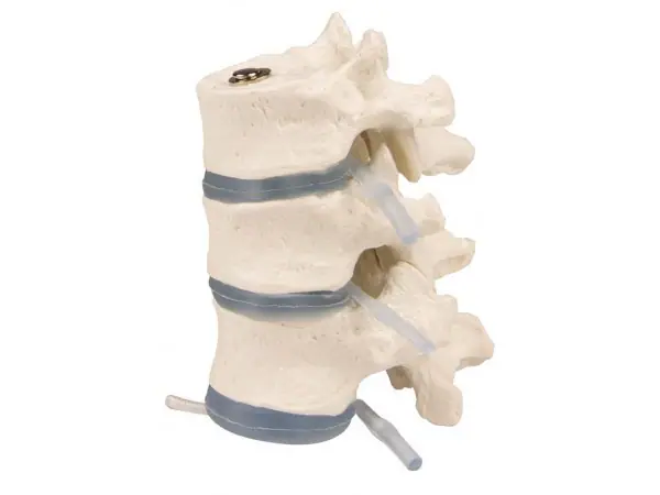 Borstwervels Model