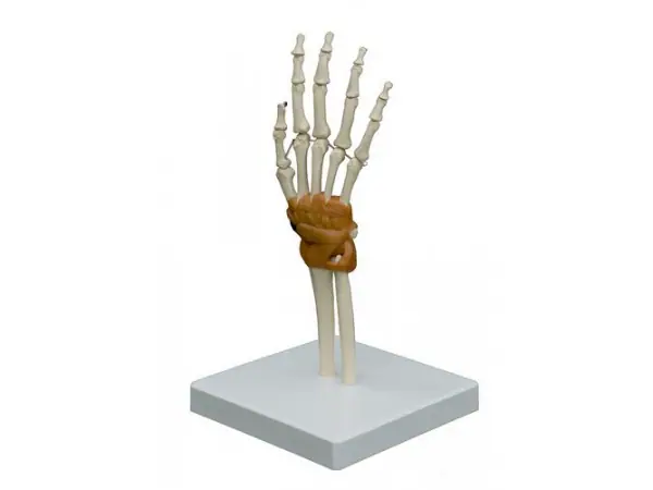 Hand en Pols Model