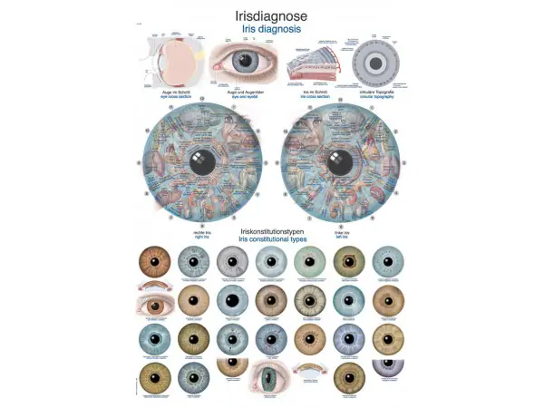 Anatomie Poster Irisdiagnose