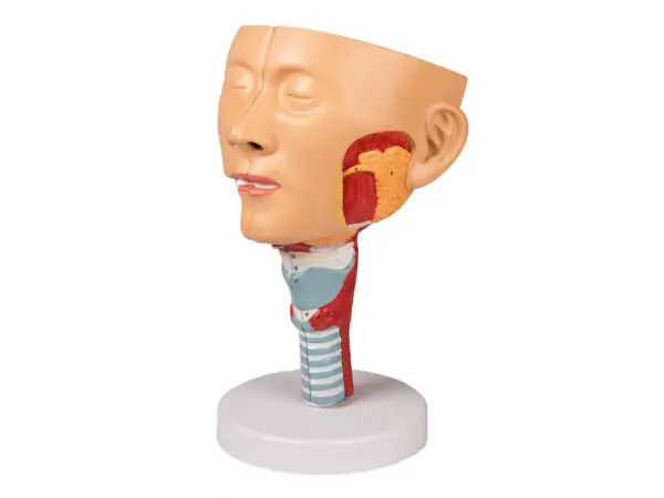 Anatomisch Model Hoofd met Larynx
