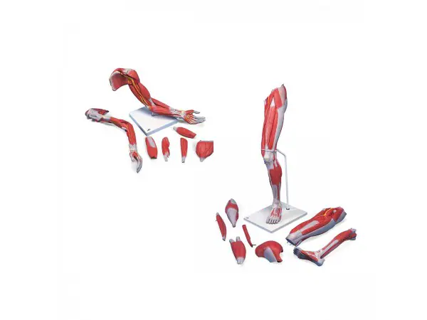 Arm en Been Spiermodellen Set Deluxe