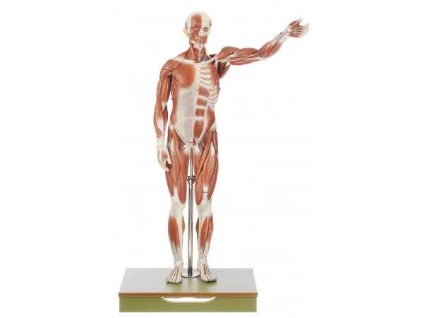 Mannelijk Spiermodel Somso, 27-delig, 86 cm