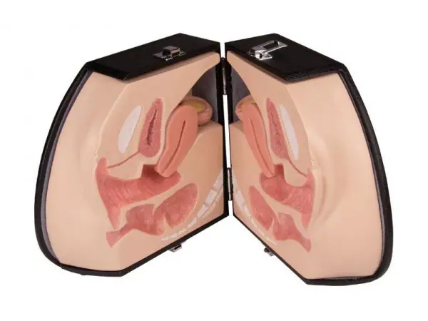 Anatomie Model Vrouwelijke Genitaliën