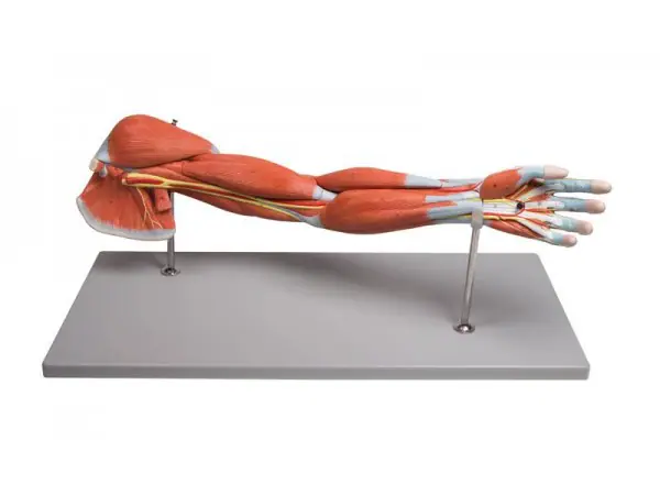 Anatomisch Spiermodel Arm, 7-delig