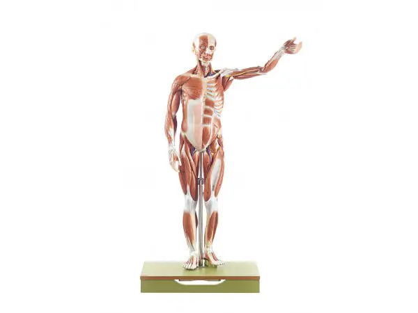 Anatomisch Spiermodel Man, 86 cm