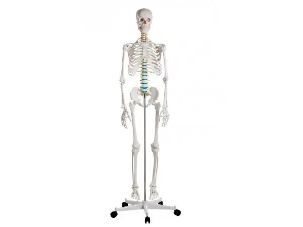 Didactisch Skeletmodel Oscar