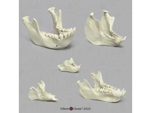 Primaten Gebit Set, 5-delig