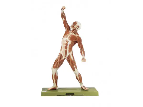 Mannelijk spieren model, 53 cm