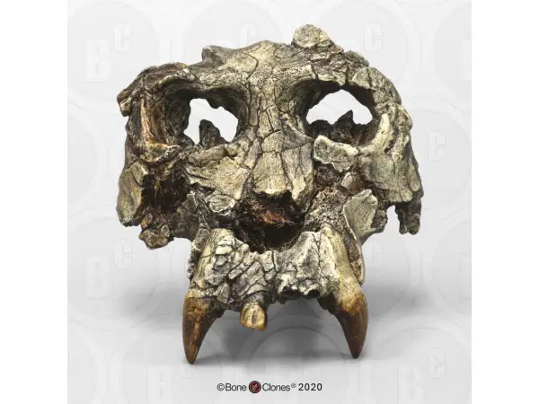 Pierolapithecus catalaunicus Schedel Model