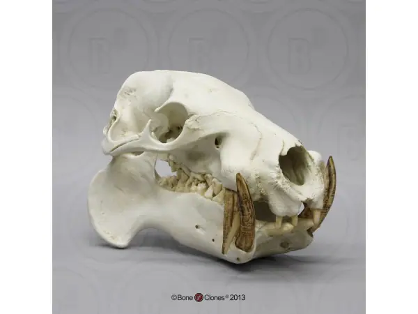 Dwergnijlpaard Schedel Model