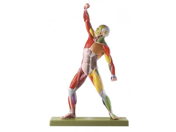 Spieren model met motorische innervatie