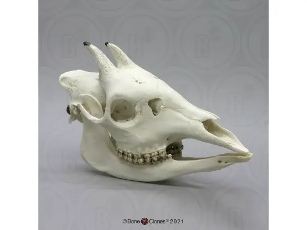Okapi Schedel Model