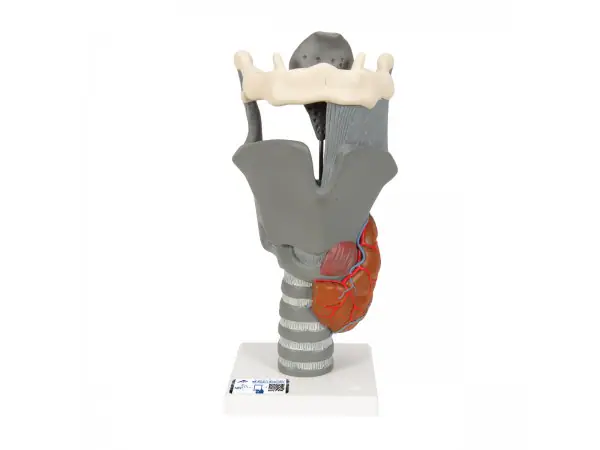 Functioneel Strottenhoofd, larynx, 2.5x vergroot