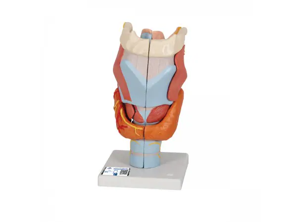 Larynx / Strottenhoofd, 2x ware grootte, 7-delig