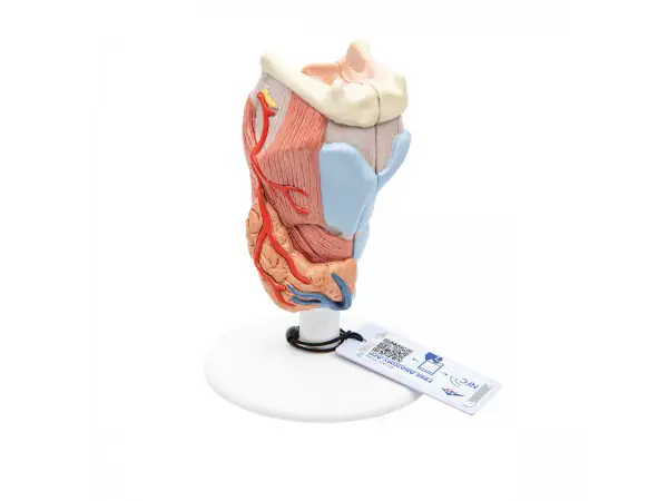 Larynx / Strottenhoofd, 2-delig