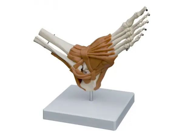 Voet en Enkel Skeletmodel met Ligamenten
