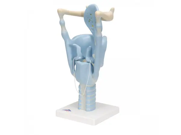 Functioneel Larynx model, 3x vergroot