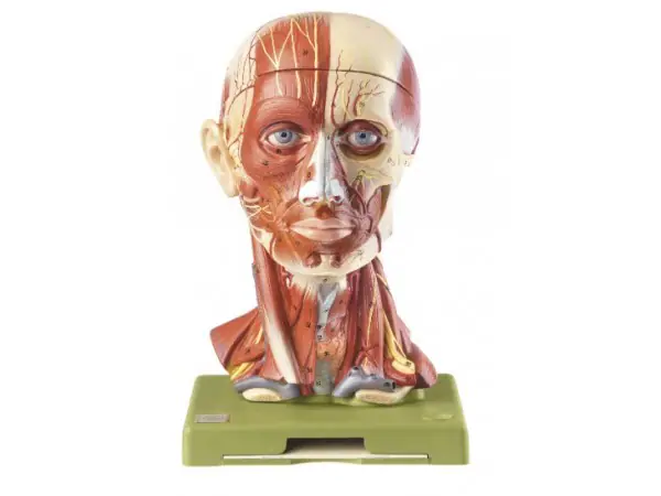 Hoofd Model met Spieren, Bloedvaten en Zenuwen