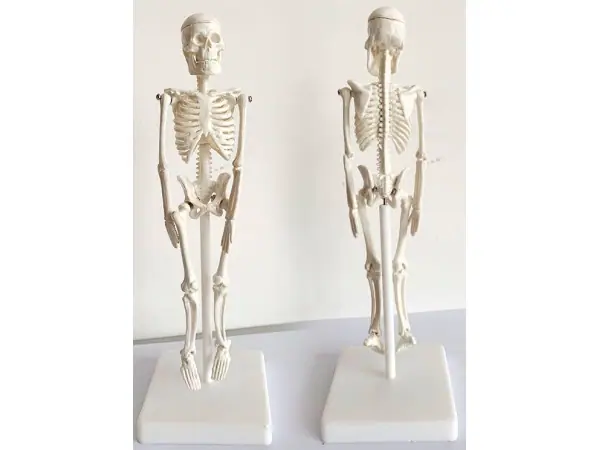 Mini Skelet Model, 20 cm