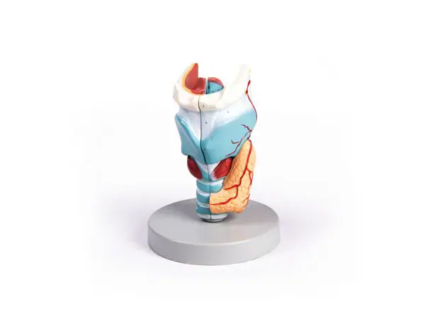 Larynx Model, 2x vergroot, 5-delig