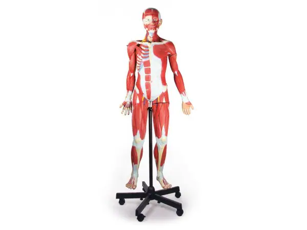 Anatomisch Spieren Model, 32-delig