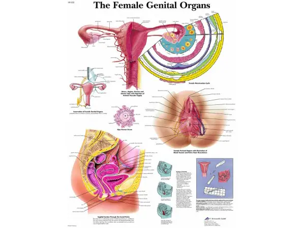 Anatomie Poster Vrouwelijke Geslachtsorganen, papier