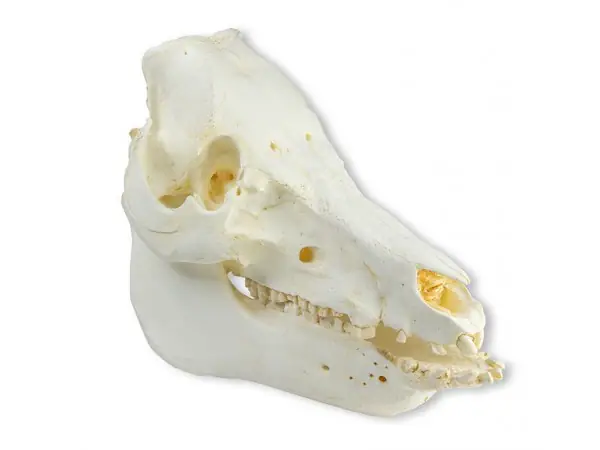 Varken Schedelmodel