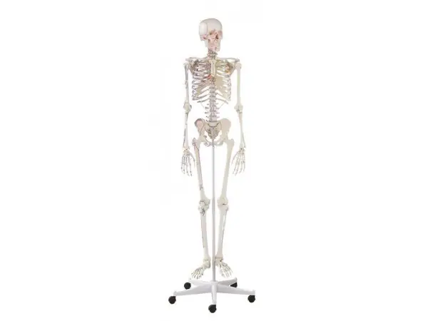 Skeletmodel met Spiermarkeringen