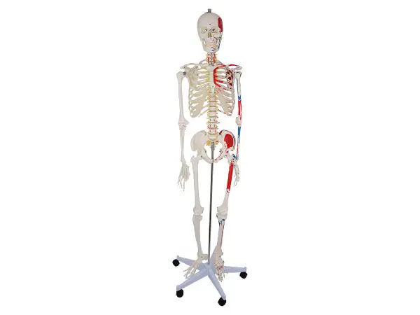 Budget Skeletmodel met Spiermarkeringen