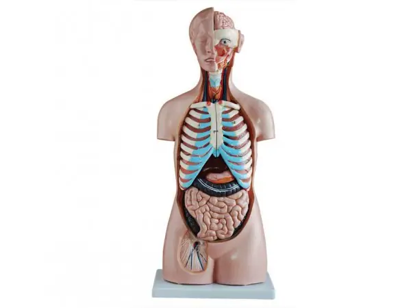 Budget Geslachtsloze Torso 85 cm, 20-delig