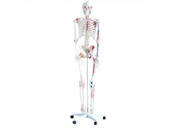 Levensgroot Menselijk Skelet Model met Ligamenten en Spieraanhechtingen