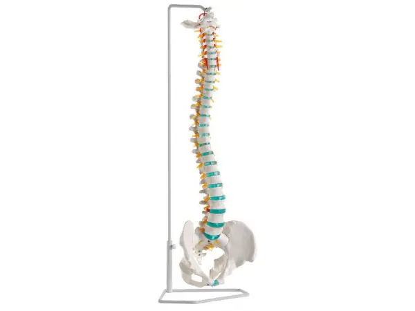 Flexibel Wervelkolom Model, Budget