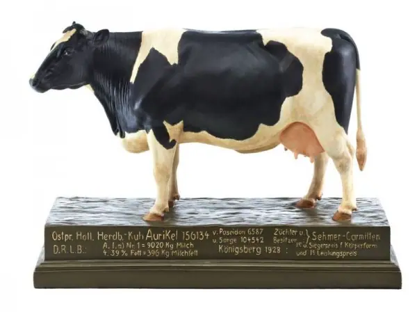 Oost-Pruisisch Hollands Stamboekkoe Model