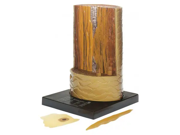 Mensenhaar Model